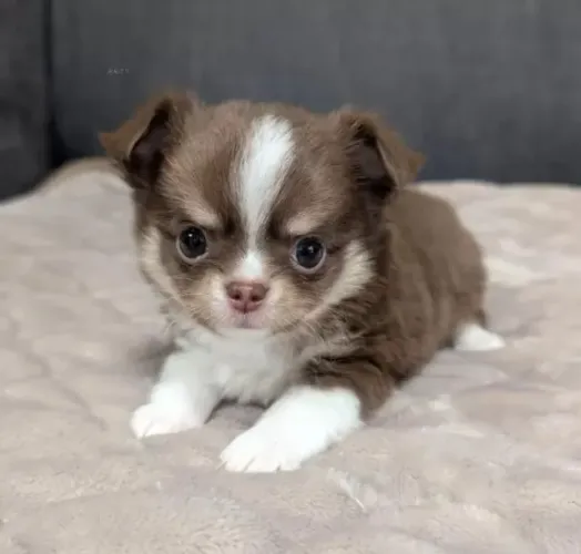 Neném Chihuahua com pelagem densa e muita saúde