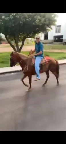 Vendo cavalo