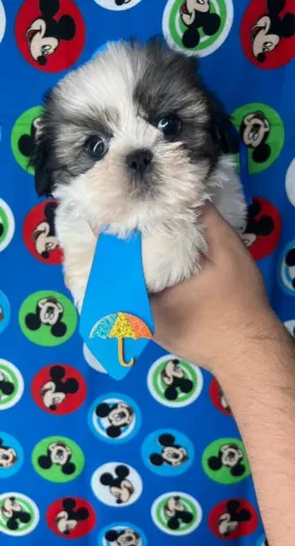 Shih Tzu Que Faz Cada Encontro Ser Especial