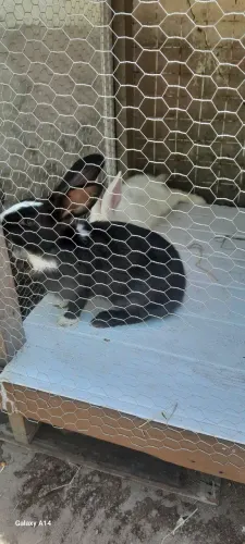 Tenho um casal de coelhos pra vender