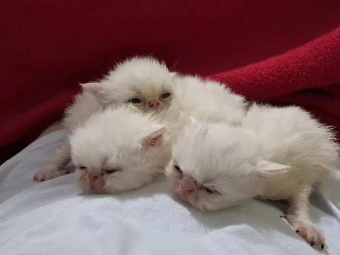 Persa Gatos