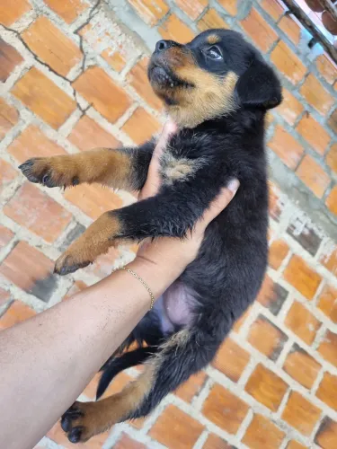 Filhote Rottweiler 