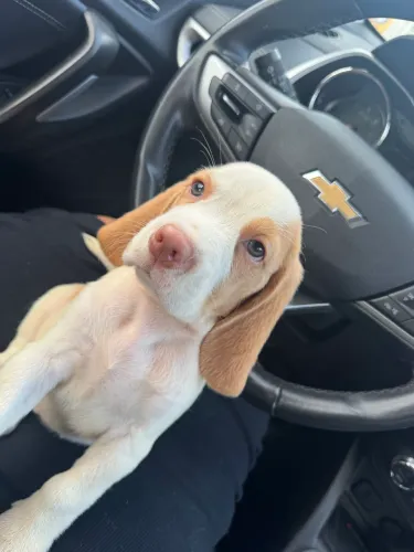 beagle inglês! Cor rara, auto padrão da ração !