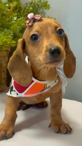 Dachshund lindao 