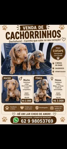 Cachorro cofape