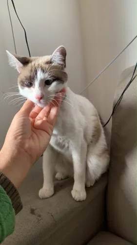 Gatinha para doação 