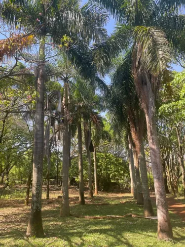 Palmeira imperial