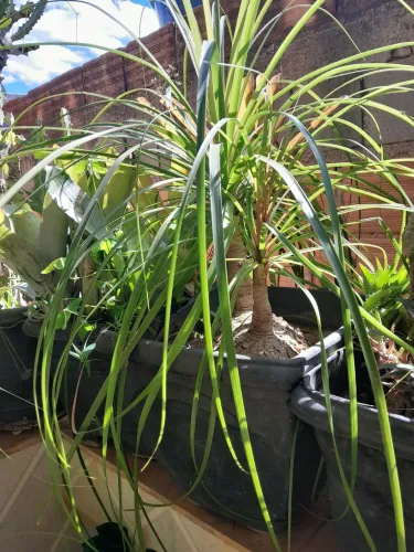 Plantas já pegadas