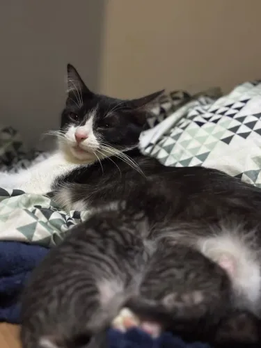 Doação gatinhos resgatados