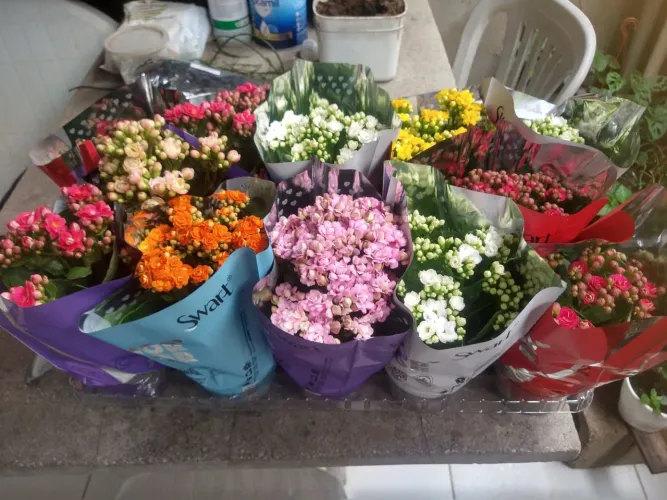 Plantas