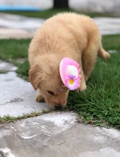 Golden Retriever Femea de Procedencia do @CanilNobrezaReal