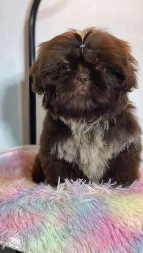 Shihtzu