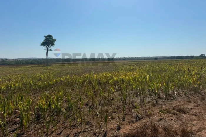 Fazenda de 700 hectares na região de Galileia
