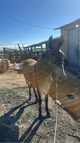 Cavalo