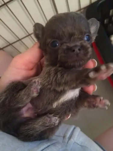 Filhote de chihuahua quase doação