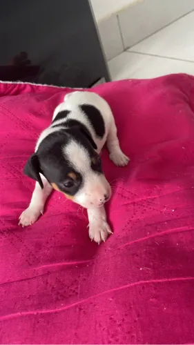 Cachorros pincher