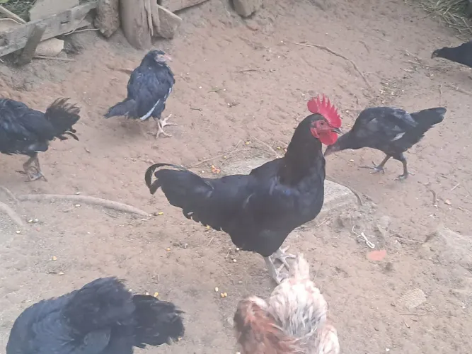 frangos e frangas caipira
