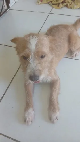 Cães lindos para adoção