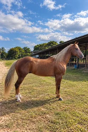 Cavalo Quarto de Milha Garanhão de Vaquejada ABQM Desejo Ease VJL