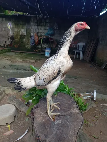 Galinha de raça