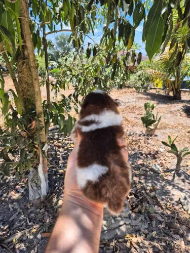 LULU DA POMERÂNIA COM PEDIGREE