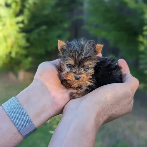 Yorkshire micro, pequeno, lindo e afetuoso.