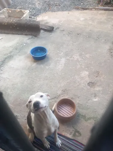 Cachorro