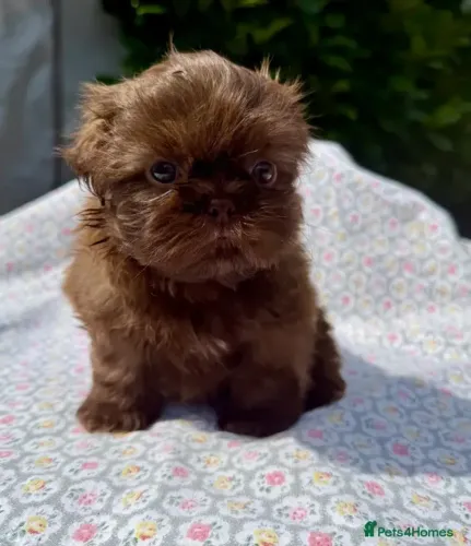Filhotes de porte pequeno Shih Tzu/ Shitzu vacinados baby macho e fêmea com garantias SP