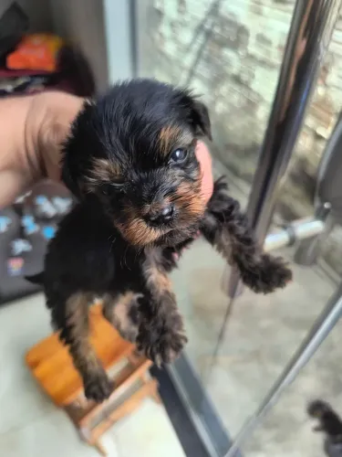 Cachorro ? pinscher misturado com yorkshire