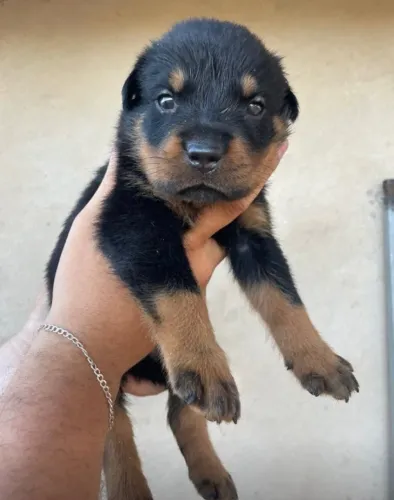 VENDE-SE FILHOTE DE ROTTWEILER 
