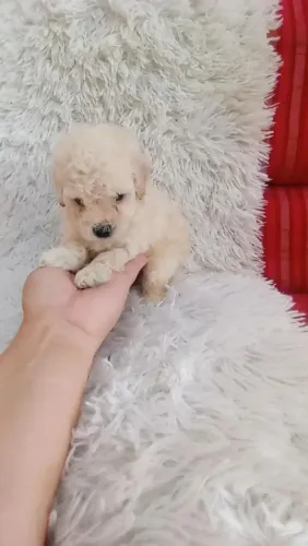 Poodle toy machinho ( puro)