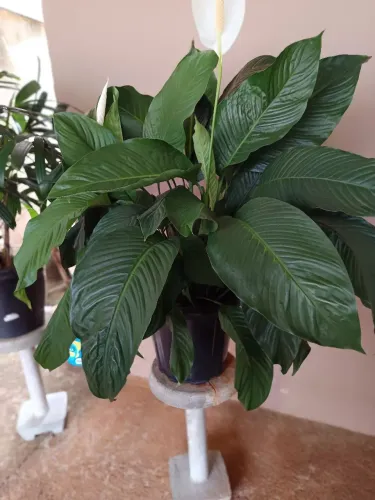 Vaso de plantas