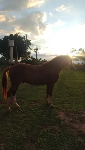 Vendo ou troco, cavalo mangalarga 6 anos, muito bem cuidado, pode colocar na charrete