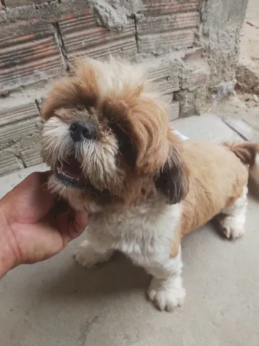 Shitzu