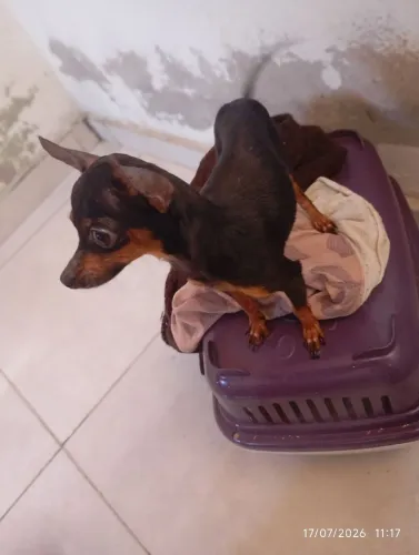 Cachorro Picher
