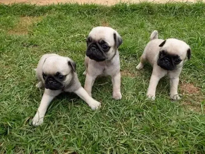 Pug Um pet que conquista naturalmente