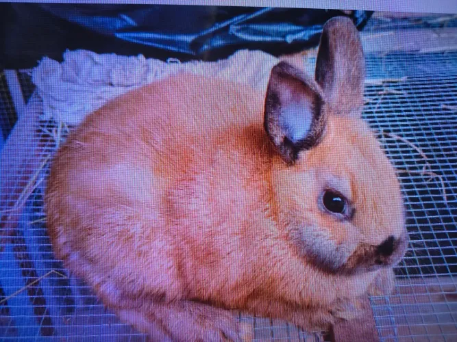 Vende se Coelho Netherland Dwarf