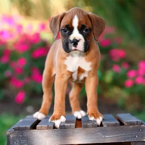 Boxer macho e fêmea 