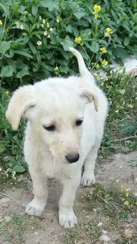 Filhotes de Labrador | elicidade que vem correndo.