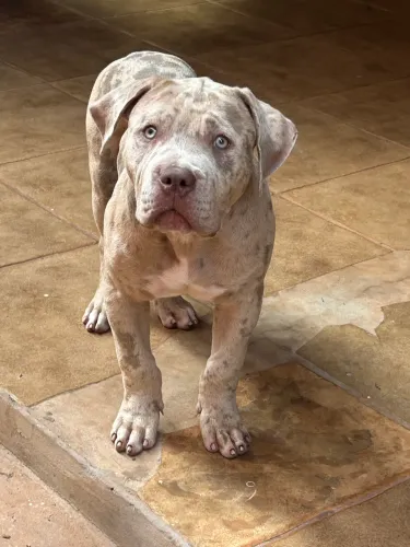 PIT MONSTER 