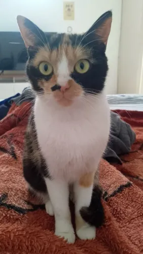 GATA PARA ADOÇÃO RESPONSÁVEL