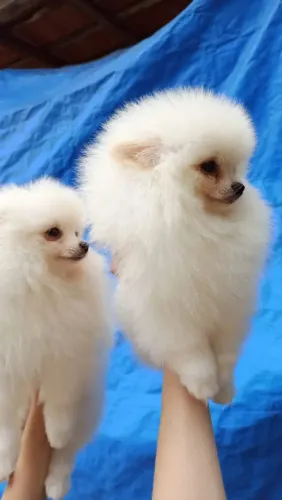 Spitz alemão 4 meses 1900 c.pedigree..