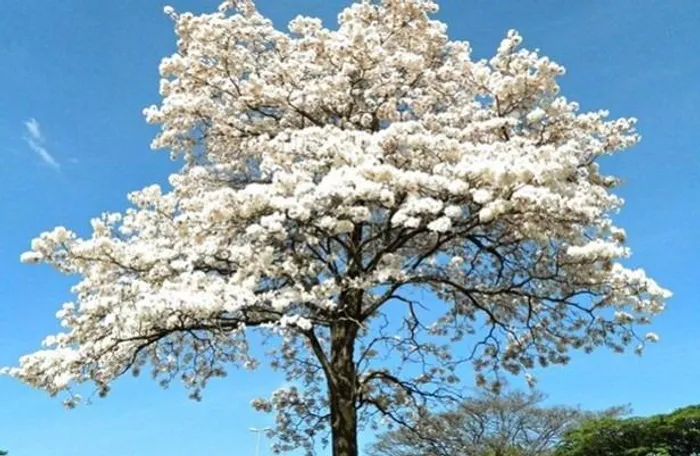 Mudas do ipe branco atrai abelhas e pássaros, principalmente o beija-flor