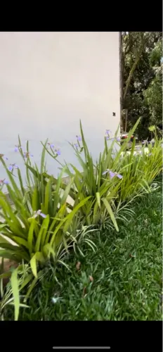 Mudas de Íris da Flor Azul - Beleza para seu Jardim