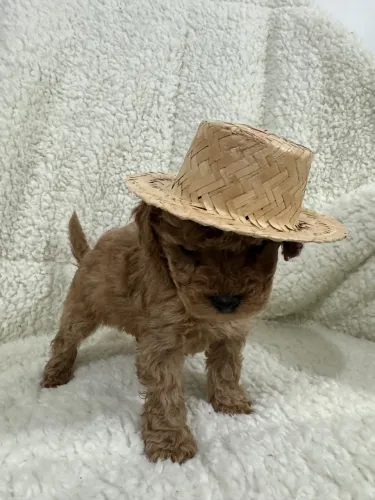 Poodle Venda 