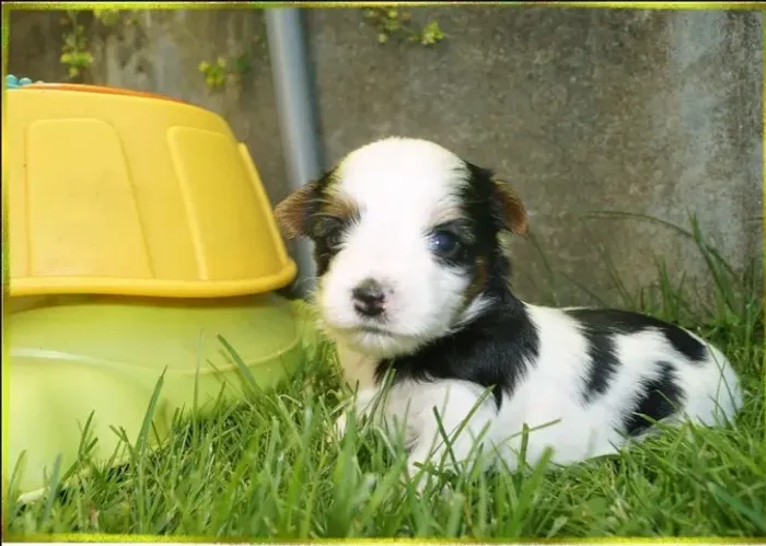 Biewer Terrier Fêmea Tricolor Um Sonho de Cãozinho para Sua Casa