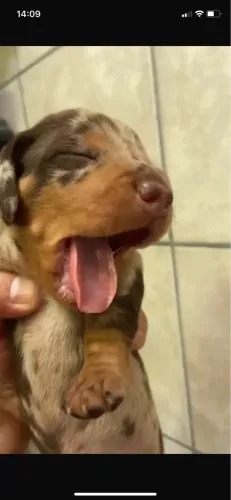 Filhotes de dachshund, salsicha, Cofap, linguicinha