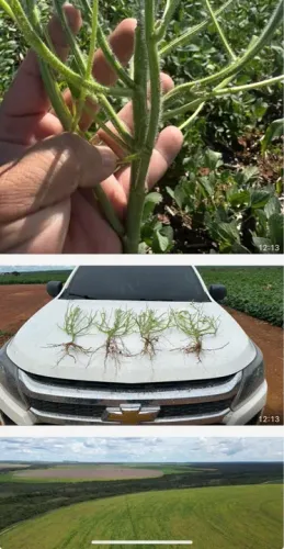 Fazenda com área verde e irrigação