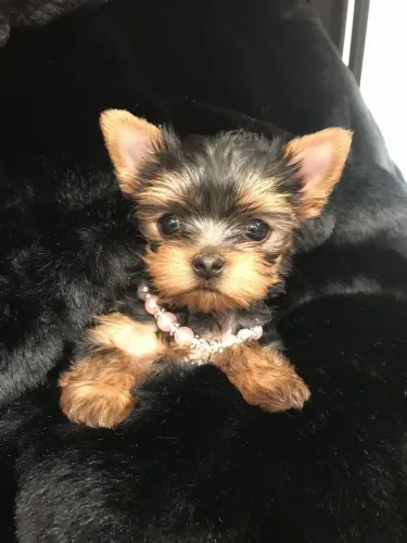 Filhote de Yorkshire Terrier - melhor selfie 