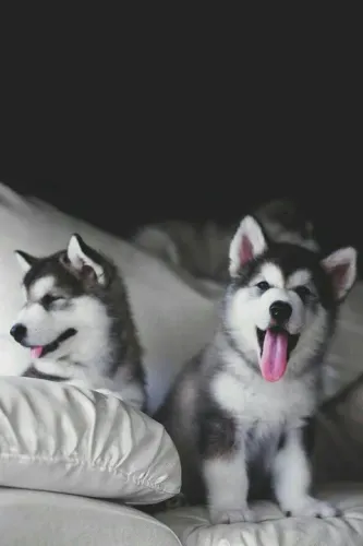 Dois filhotes de Husky Siberiano depois de um dia ruim ele com certeza será o suficiente